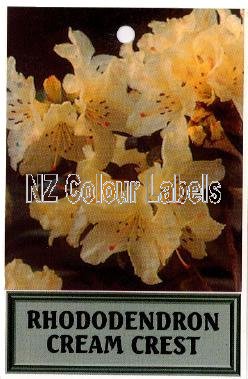 RHODODENDRON Cream Crest - Click Image to Close