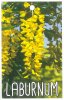 LABURNUM watereri Var. Vossii