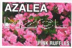 AZALEA Evergreen Pink Ruffles