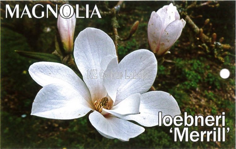 MAGNOLIA loebneri Merrill - Click Image to Close