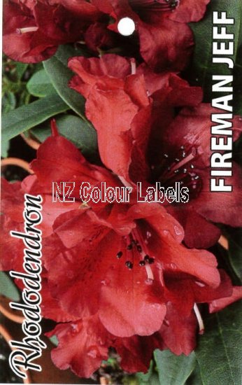 RHODODENDRON Fireman Jeff - Click Image to Close