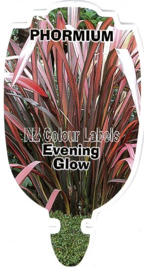 PHORMIUM Evening Glow - Click Image to Close