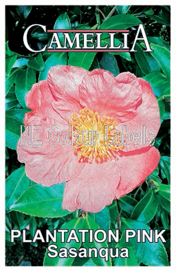 CAMELLIA Plantation Pink Sasanqua - Click Image to Close