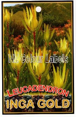 LEUCADENDRON Inca Gold - Click Image to Close