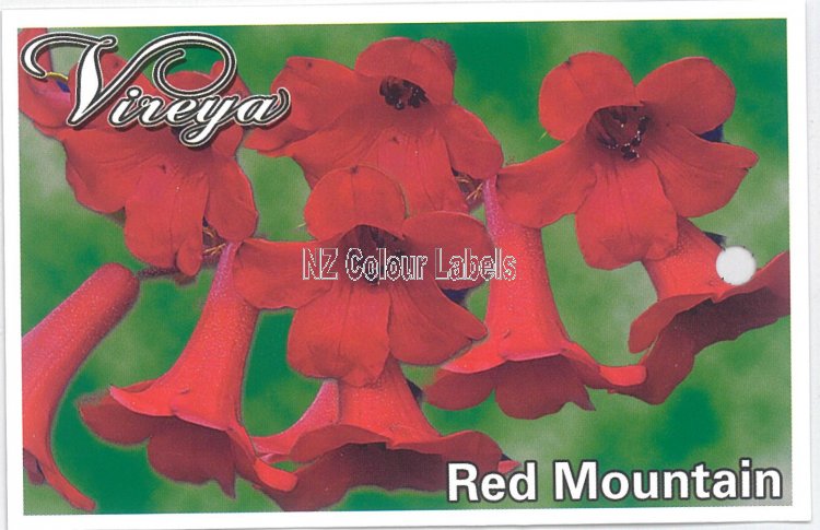 RHODODENDRON vireya Red Mountain - Click Image to Close