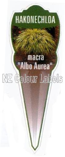 HAKENCHLOA albo Aurea - Click Image to Close