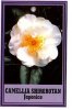 CAMELLIA Shirobotan Japonica