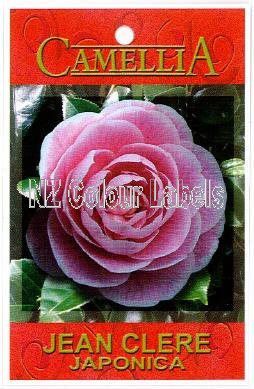 CAMELLIA Jean Clere Japonica - Click Image to Close