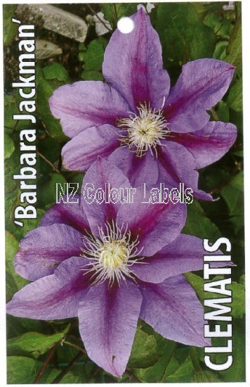 CLEMATIS Barbara Jackman - Click Image to Close