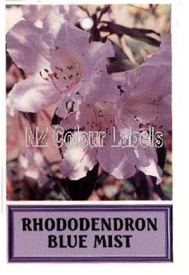 RHODODENDRON Blue Mist - Click Image to Close