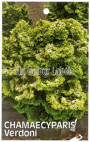 CHAMAECYPARIS obtusa Nana Verdonii - Click Image to Close