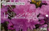 RHODODENDRON PJM