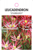 LEUCADENDRON STARBURST