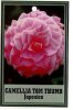 CAMELLIA Tom Thumb Japonica