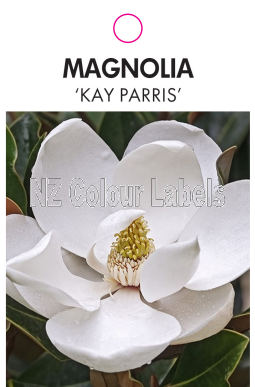 MAGNOLIA KAY PARRIS - Click Image to Close