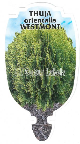 THUJA orientalis WESTMONT - Click Image to Close