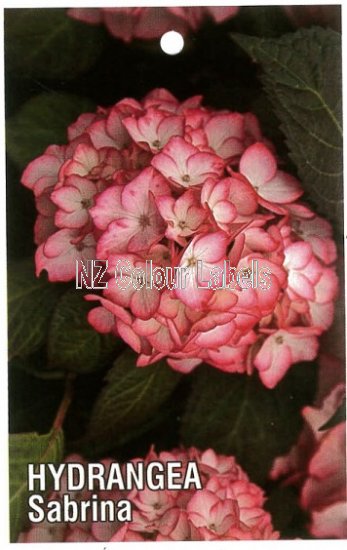 HYDRANGEA Sabrina - Click Image to Close