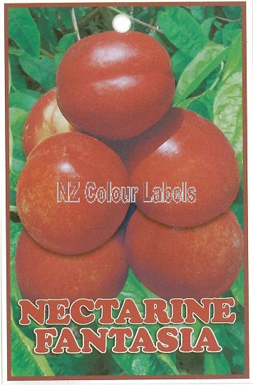 NECTARINE Fantasia - Click Image to Close