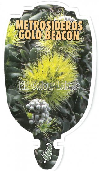 METROSIDEROS umbellata GOLD BEACON - Click Image to Close