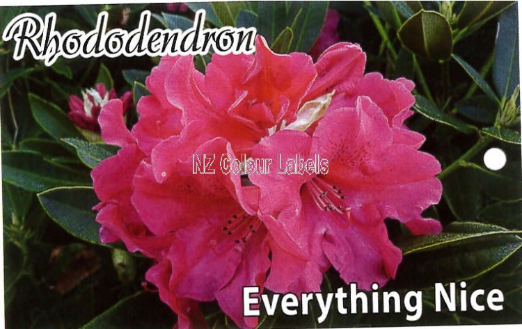 RHODODENDRON Everything Nice - Click Image to Close