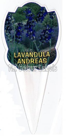 LAVANDUA Andreas - Click Image to Close