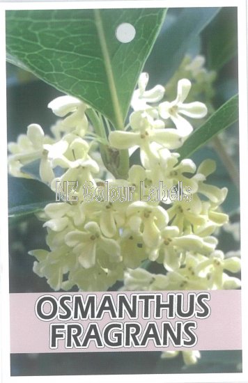 OSMANTHUS fragrans - Click Image to Close