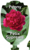 PAEONIA (Peony) Felix Supreme