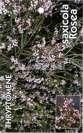 THRYPTOMENE saxicola Rosea - Click Image to Close