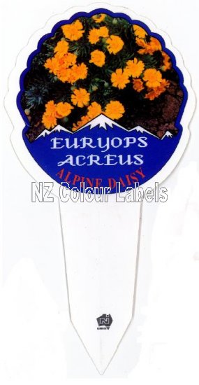 EURYOPS acreus [Alpine Daisy] - Click Image to Close