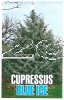 CUPRESSUS arizonica Blue Ice