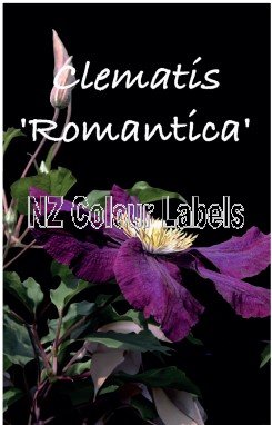 CLEMATIS ROMANTICA - Click Image to Close