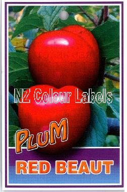 PLUM Red Beaut - Click Image to Close