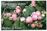 SYMPHORICARPOS Mother of Pearl