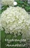 HYDRANGEA Annabelle