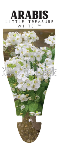 ARABIS C. LITTLE TREASURE WHITE - Click Image to Close