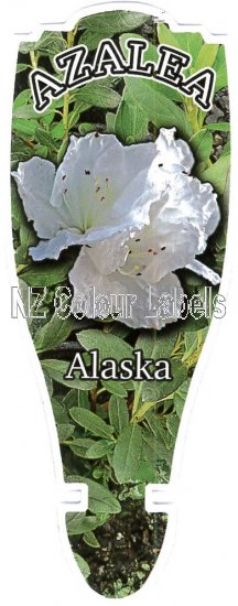 AZALEA Evergreen ALASKA - Click Image to Close