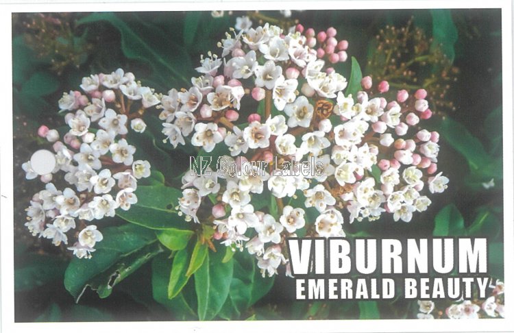 VIBURNUM Emerald Beauty - Click Image to Close