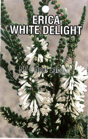 ERICA Colorans White Delight - Click Image to Close