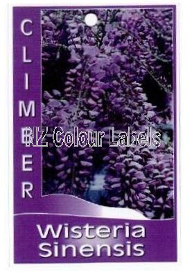 WISTERIA sinensis - Click Image to Close