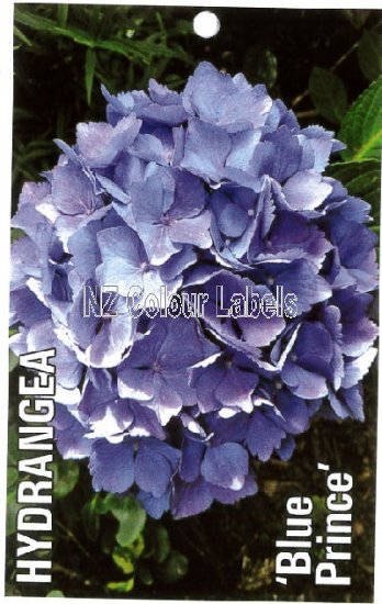 HYDRANGEA Blue Prince - Click Image to Close