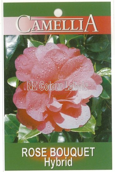 CAMELLIA ROSE Bouquet Hybrid - Click Image to Close