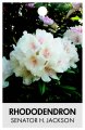 RHODODENDRON SENATOR H.JACKSON RHODODENDRON SENATOR H.JACKSON