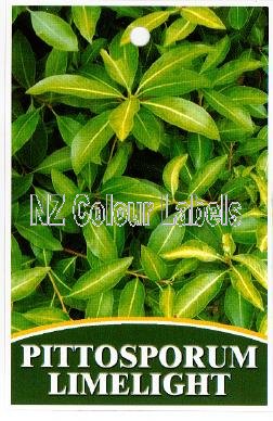 PITTOSPORUM Limelight - Click Image to Close