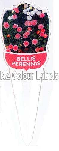 BELLIA perennis [English Daisy] - Click Image to Close