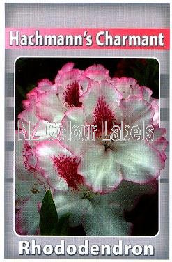 RHODODENDRON Hacmann's Charmant - Click Image to Close