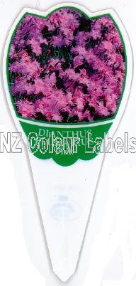 DIANTHUS Plumarius Pink - Click Image to Close