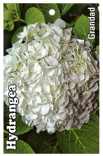 HYDRANGEA Grandad - Click Image to Close