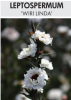 LEPTOSPERMUM Wiri Linda