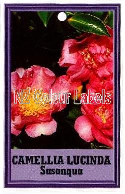 CAMELLIA Lucinda Sasanqua - Click Image to Close