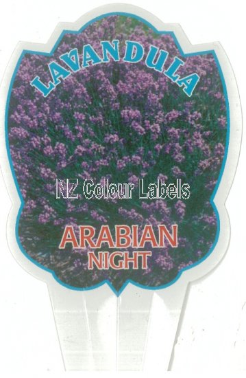 LAVANDUA Arabian Night - Click Image to Close